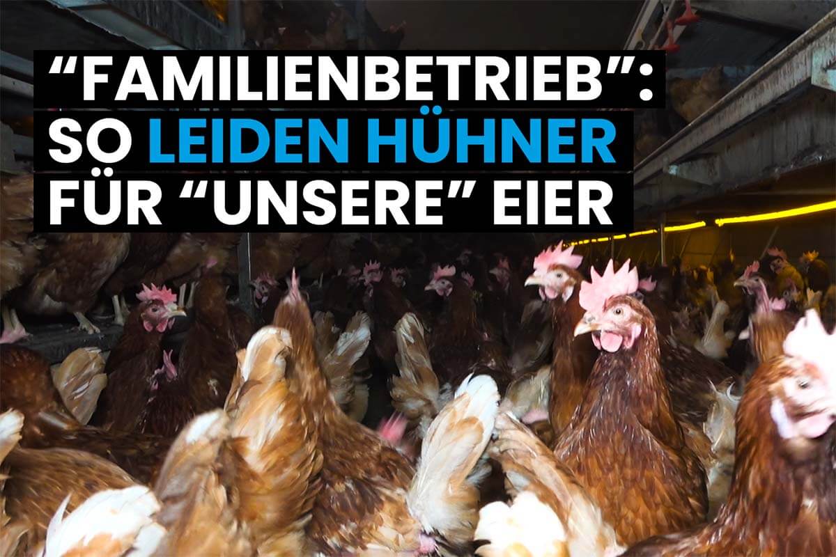 Video: Hennen leiden für „Eifel-Eier aus Familienbetrieben“ – jetzt helfen!