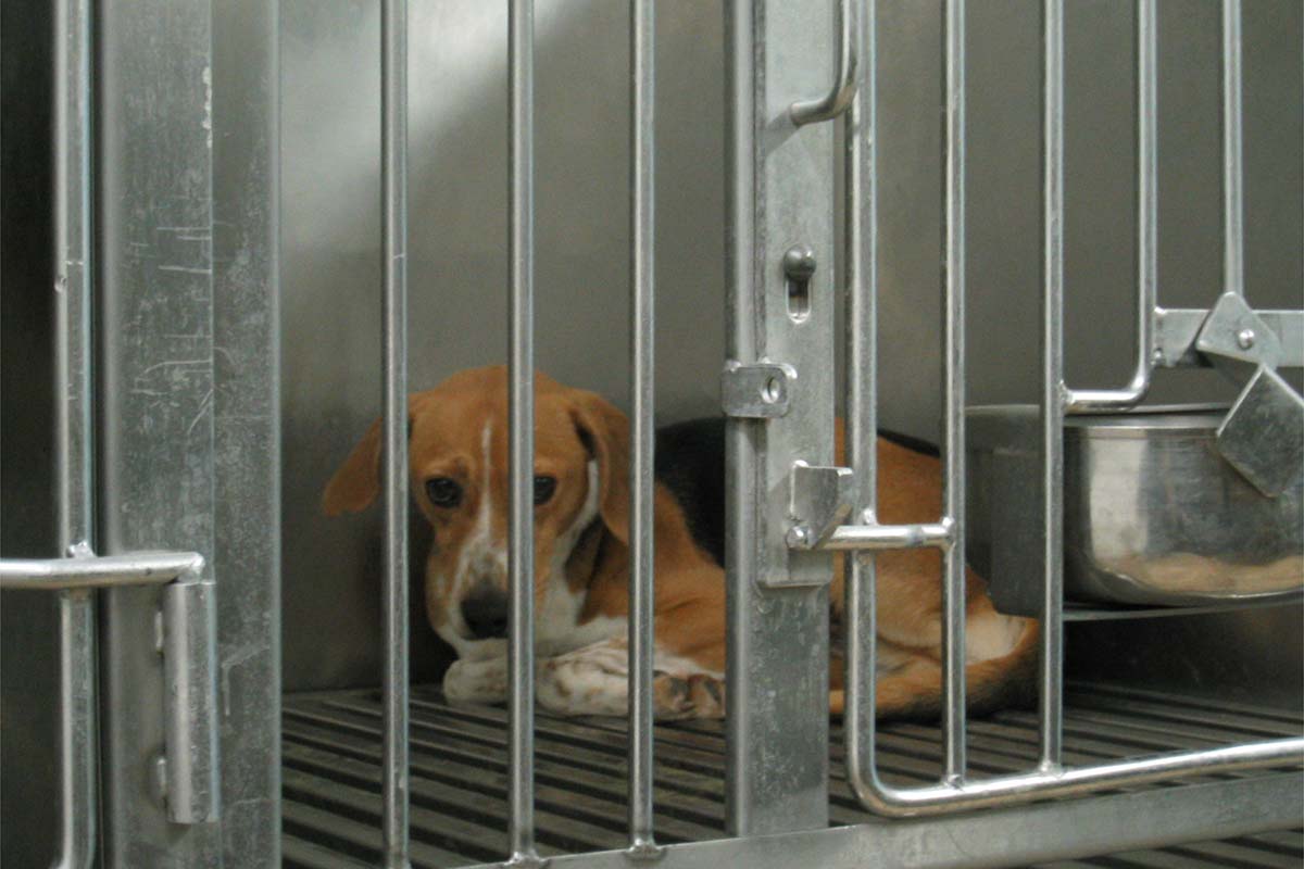 Laborbeagle: So können Sie Hunde aus dem Labor retten