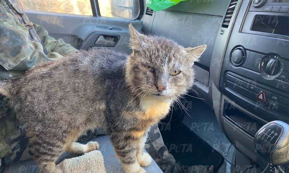Eine Katze im Auto