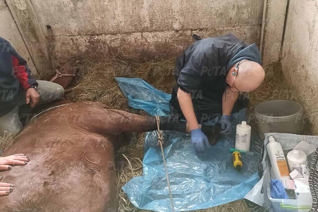 Zwei Personen verarzten ein Pferd, das am Boden liegt.