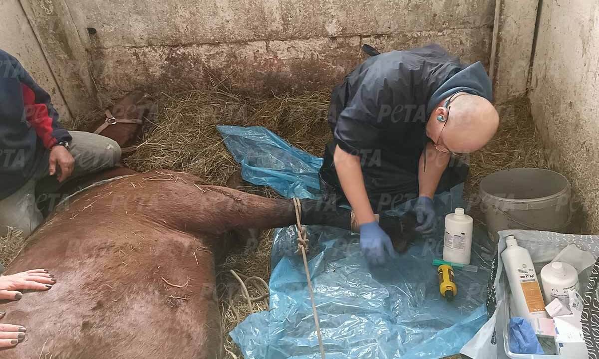 Zwei Personen verarzten ein Pferd, das am Boden liegt.