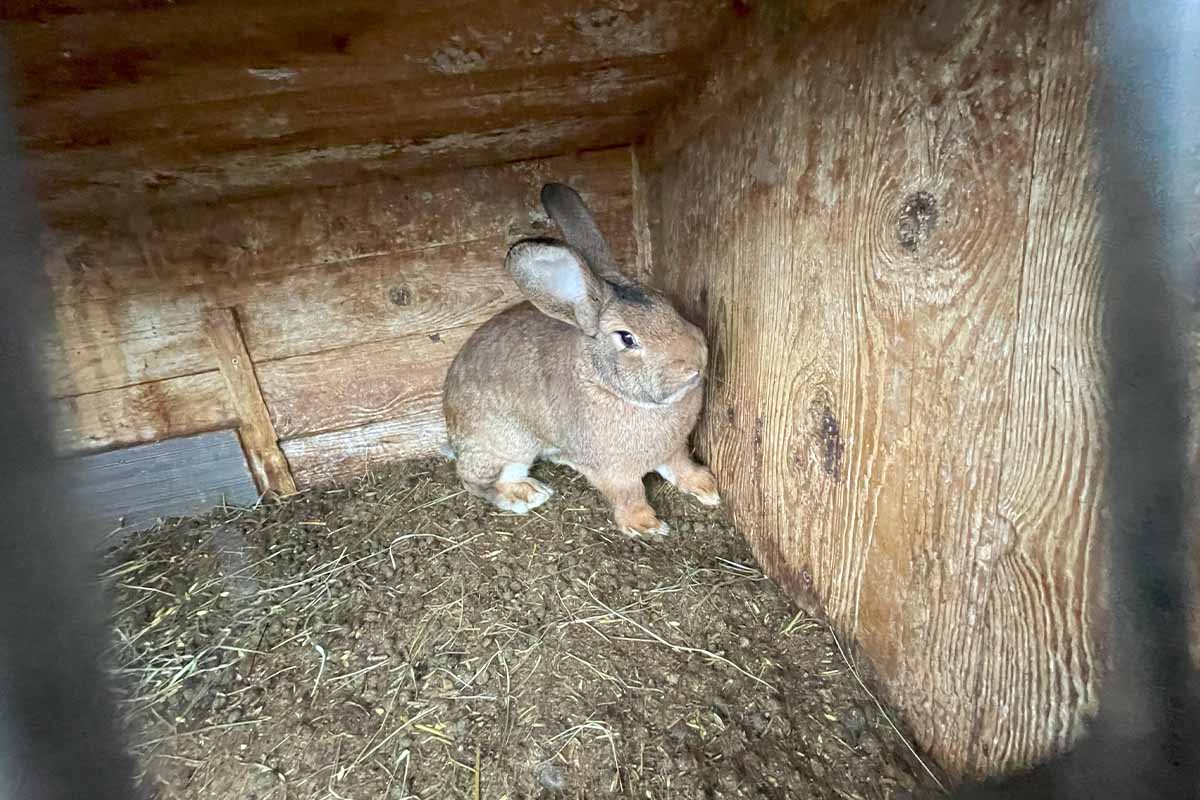 Ein Kaninchen steht dicht in einer Ecke eines kleinen Stalles.