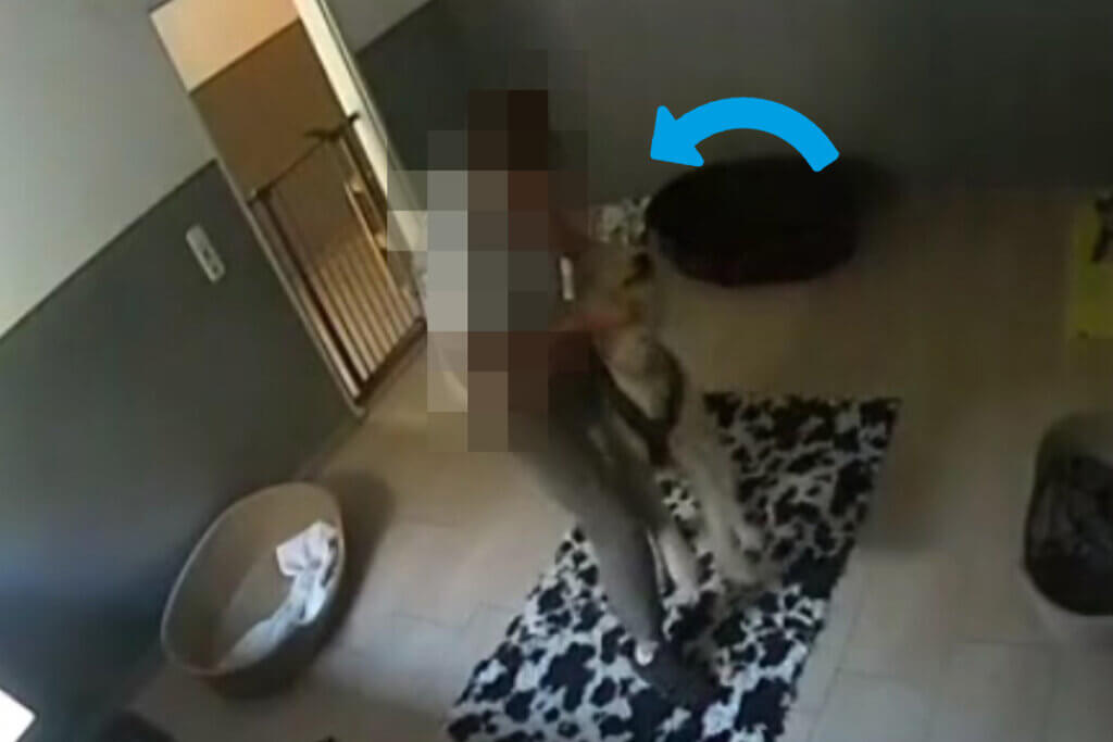 Ein Mensch haelt einen Hund an den Vorderpfoten fest, in einer Hundepension