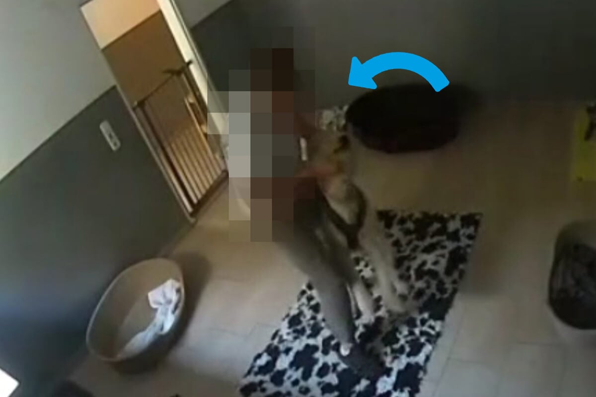 Hundepension „Isarpfoten“: Ist Ihr Hund betroffen? | Jetzt Videomaterial prüfen!