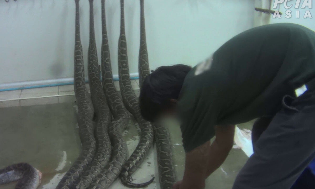 Eine Person pumpt eine Python auf, die an der Wand haengt.