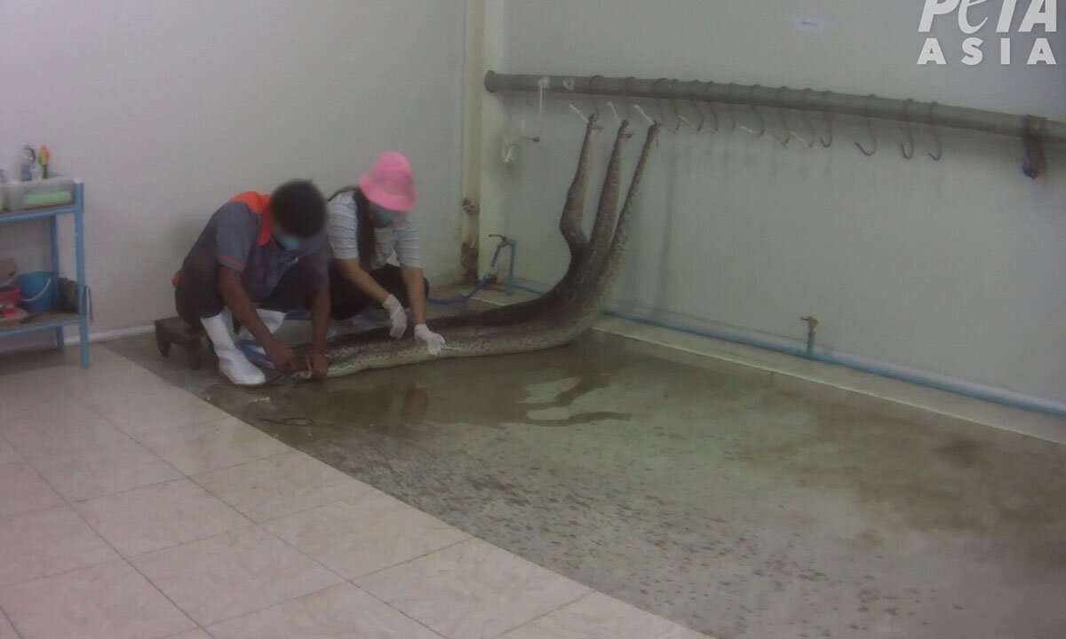 Zwei Personen pumpen eine Python auf, die an der Wand haengt.