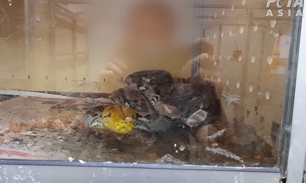 Eine Python liegt in einer engen Box.