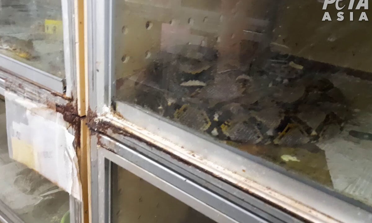Eine Python liegt in einer engen Box.