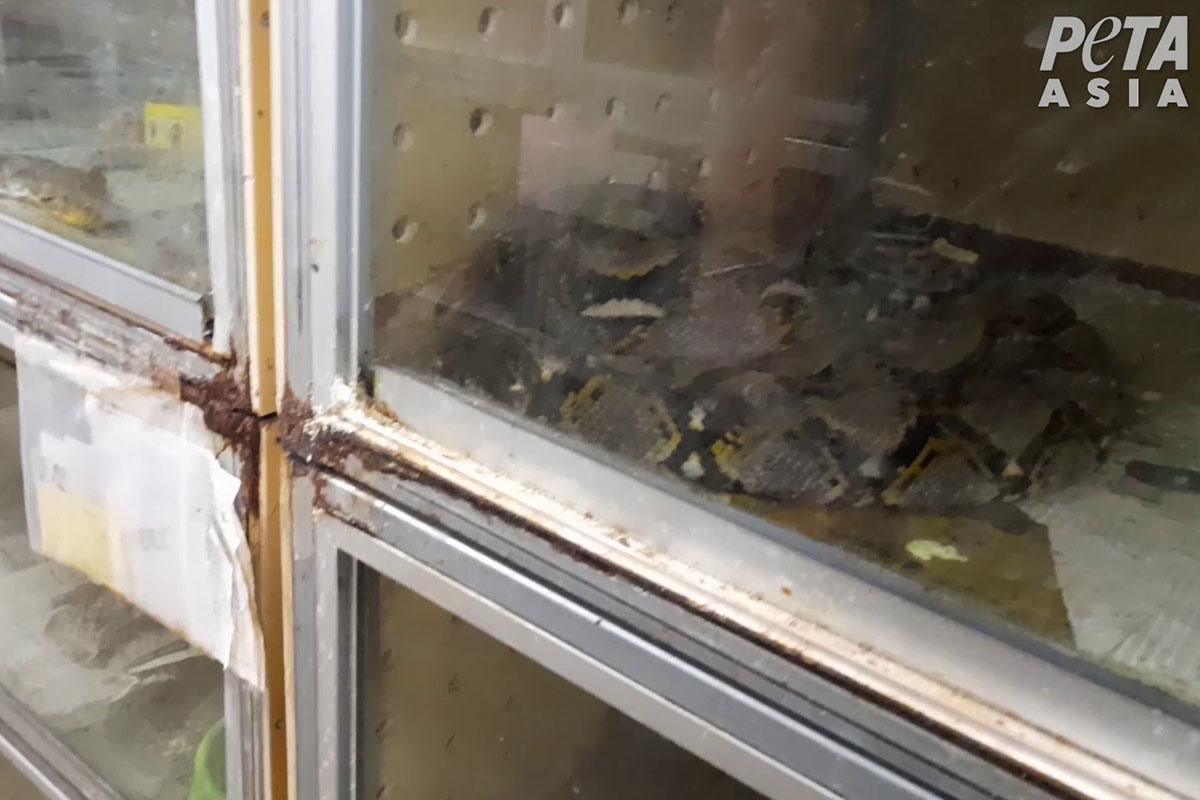 Video: So leiden Schlangen & Krokodile für Guccis „Exotenleder"
