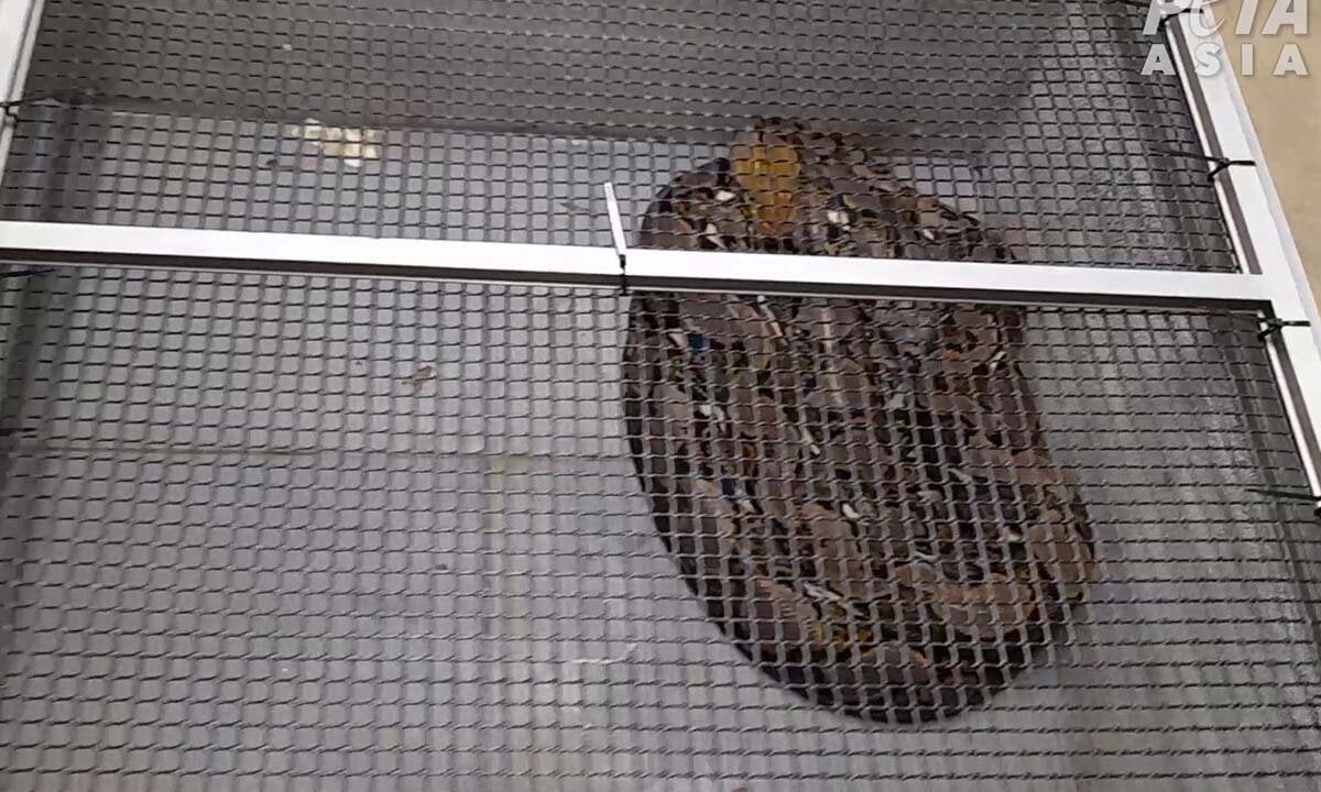 Eine Python liegt in einer engen Box.