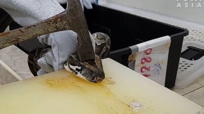Eine Person setzt einen Hammer auf den Kopf einer Python an.