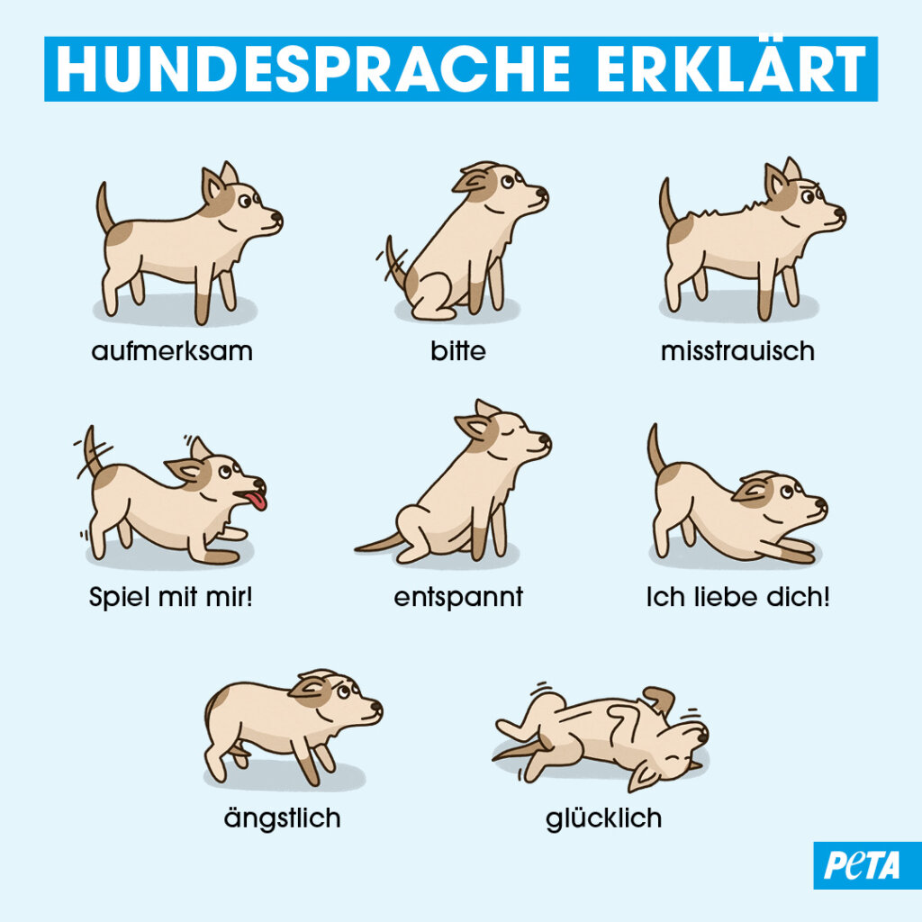 Grafik. Hundesprache verstehen