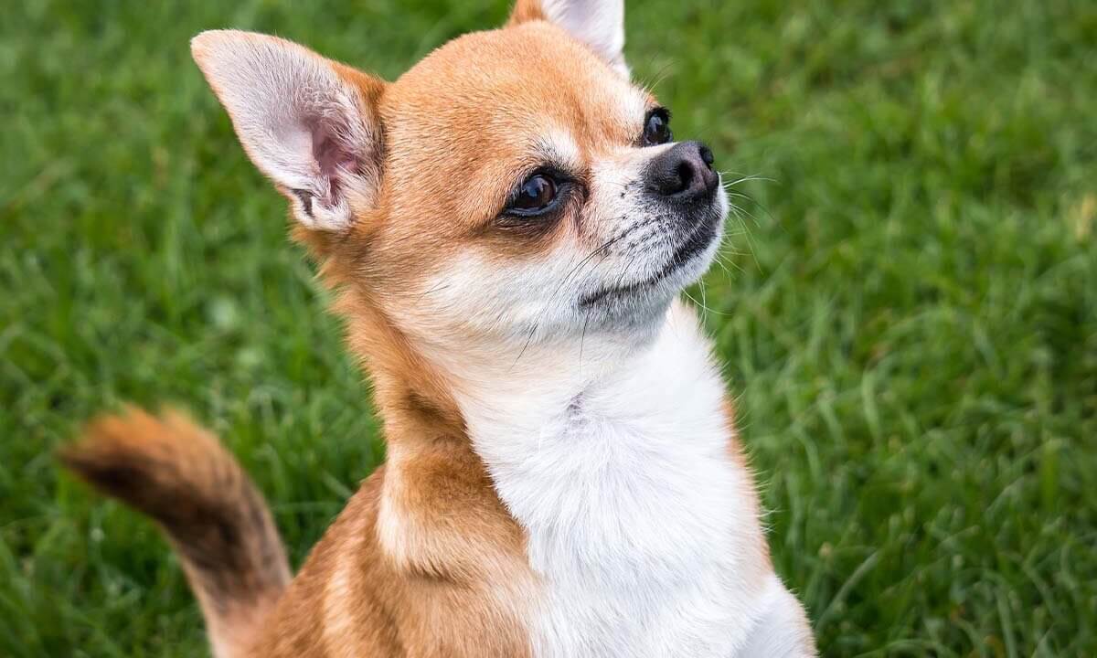 Ein braun-weiss gfleckter Kurzhaar-Chihuahua steht auf einer Wiese.