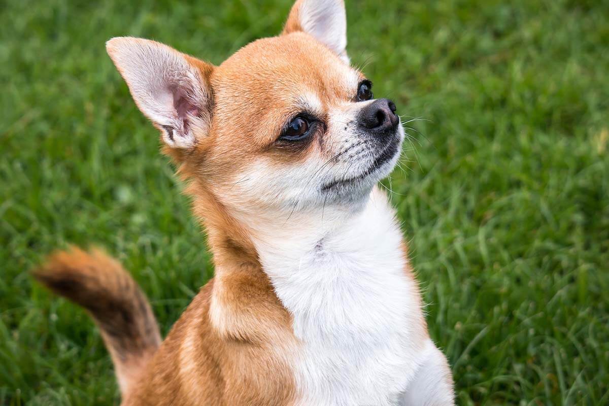 Ein braun-weiss gfleckter Kurzhaar-Chihuahua steht auf einer Wiese.