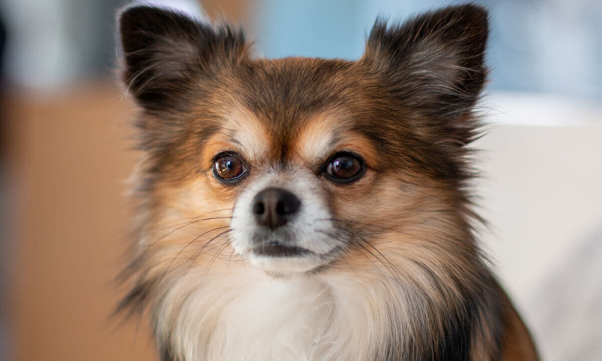 Ein braun melierter Langhaar-Chihuahua.
