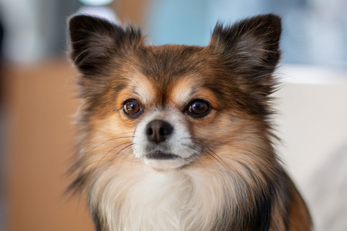 Ein braun melierter Langhaar-Chihuahua.