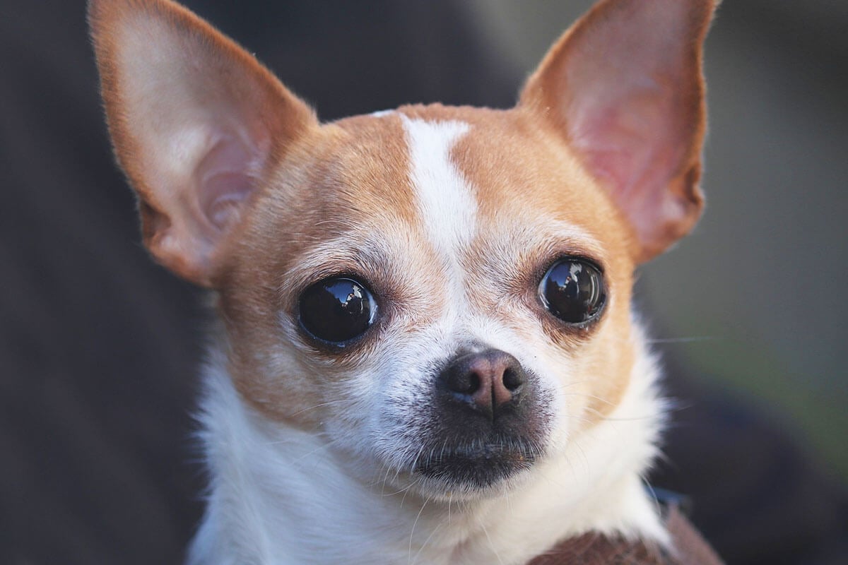 Ein braun-weiss gefleckter Chihuahua.