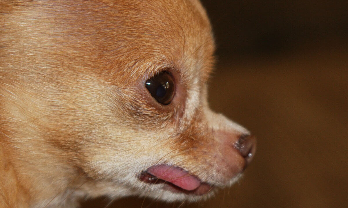 Ein Teacup-Chihuahua.