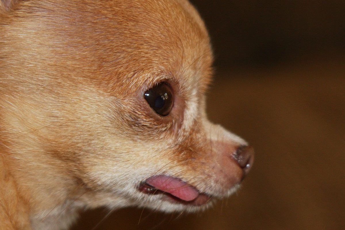 Ein Teacup-Chihuahua.