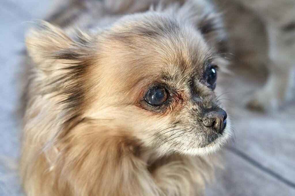 Ein grau-braun melierter Langhaar-Chihuahua steht auf asphaltiertem Boden.