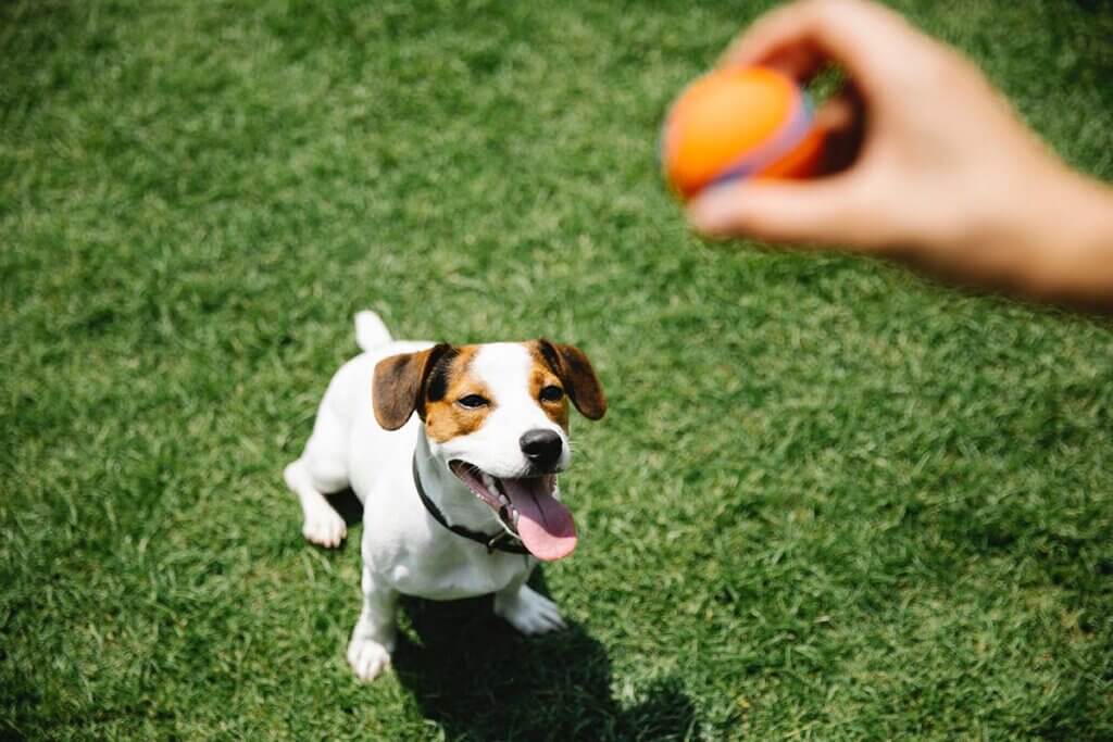 Hund spielt mit einem Ball