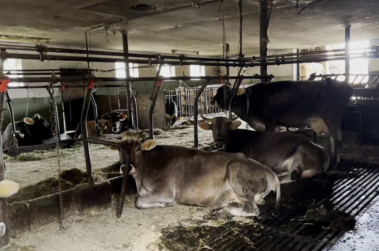 Ehrmann: Milch von Kühen aus Anbindehaltung