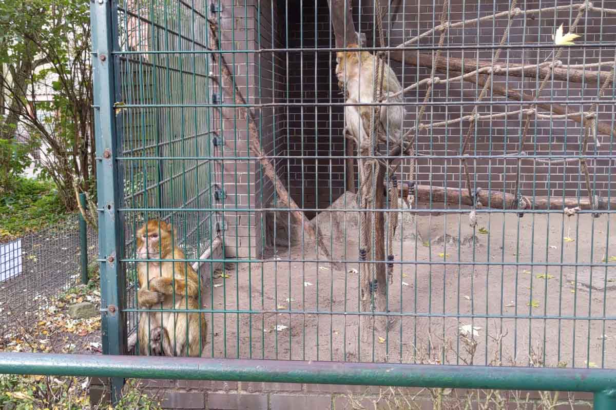 Zwei Berberaffen im Tierpark Nadermann