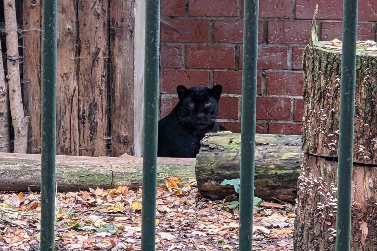 Schwarzer Leopard im Tierpark Nadermann