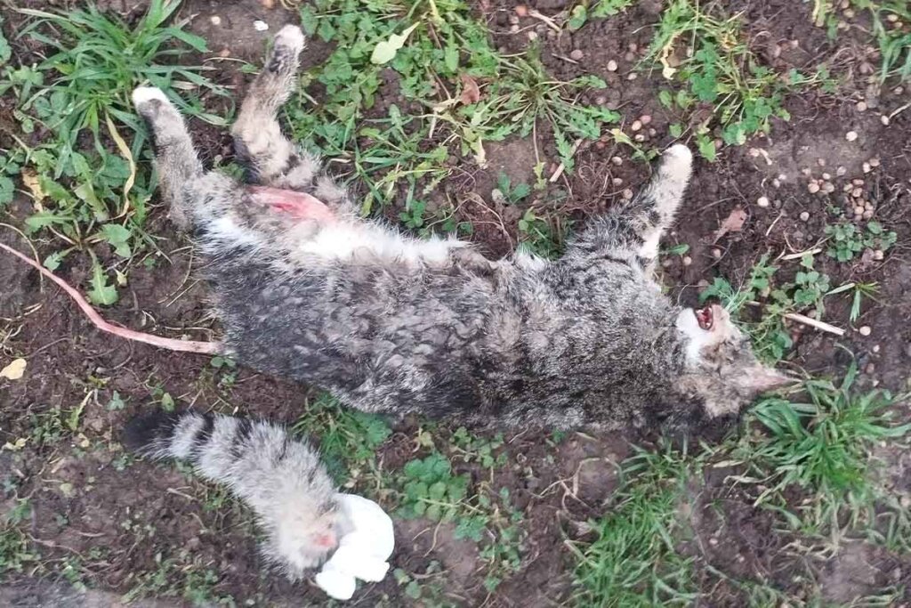 Tote Katze mit abgezogenem Schwanz liegt auf einer Wiese.