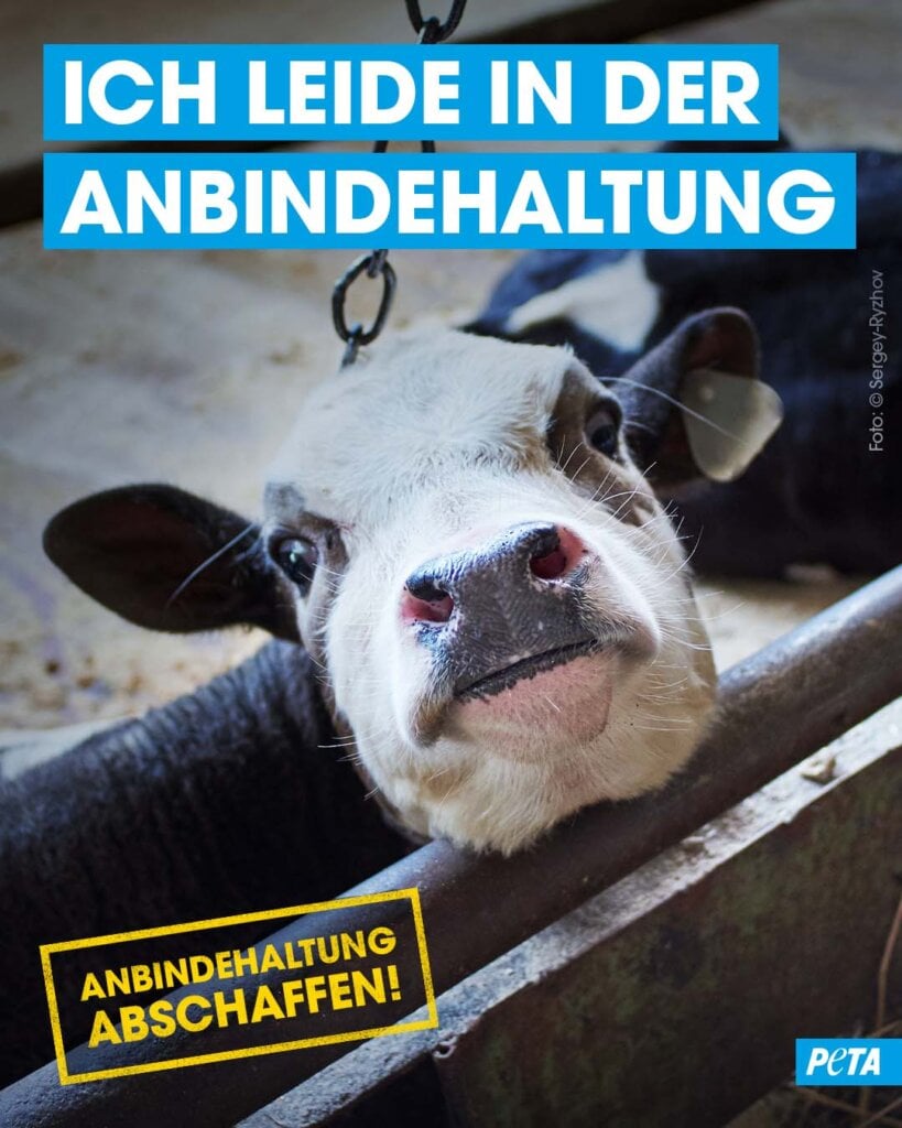 PETA Grafik. Kuh in Anbindehaltung: Ich leide in der Anbindehaltung.