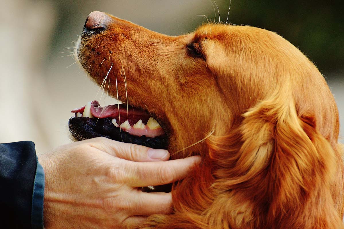 Hund adoptieren – aus Tierheim & Auslandstierschutz | alle Infos