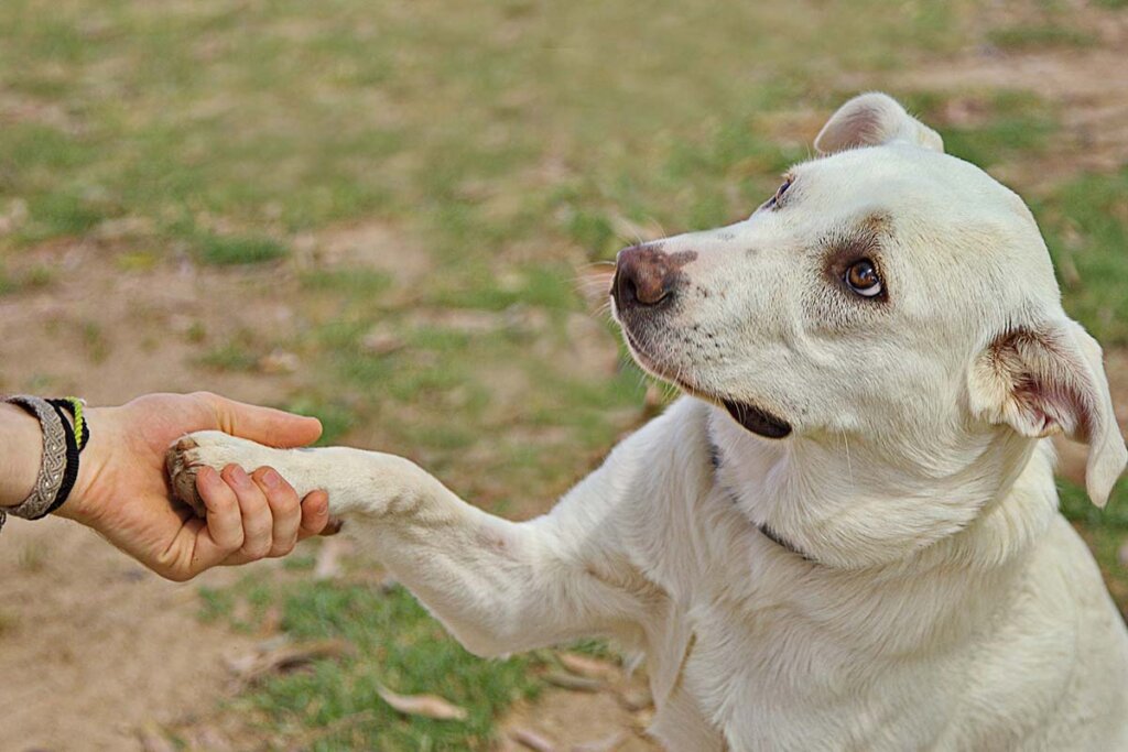 Eine Person haelt die ausgestreckte Pfote eines weissen Hundes in der Hand.