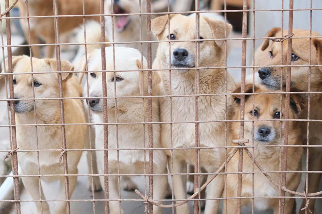 Fuenf Hunde mit hellem Fell stehen vor einer Gittertuer in einem Tierheim.