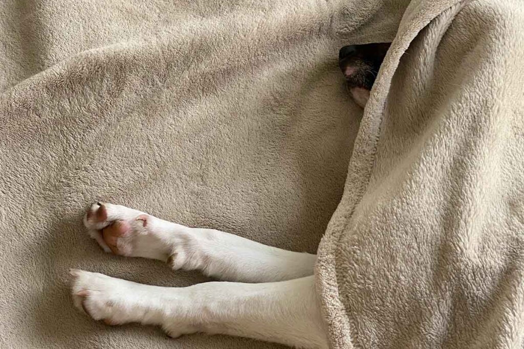 Ein Hund liegt mit seinen Pfoten ausgestreckt unter einer beigen Decke.