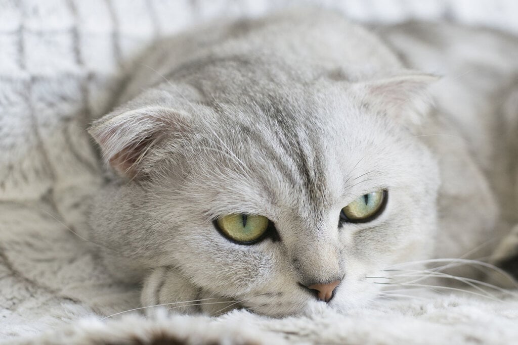 Eine weiss-graue Scottish Fold Faltohrkatze liegt auf einer weissen Decke.