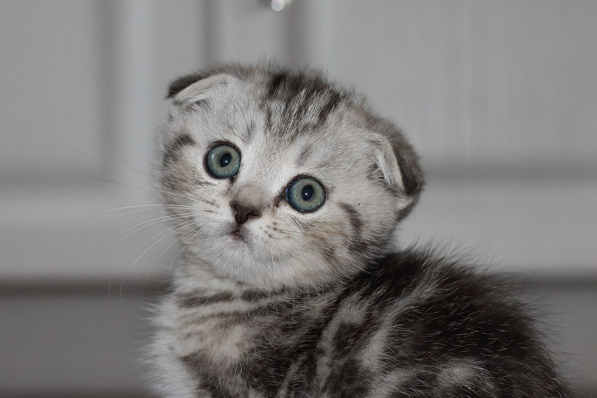 Eine graue Scottish Fold Faltohrkatze sitzt vor weissen Schraenken.