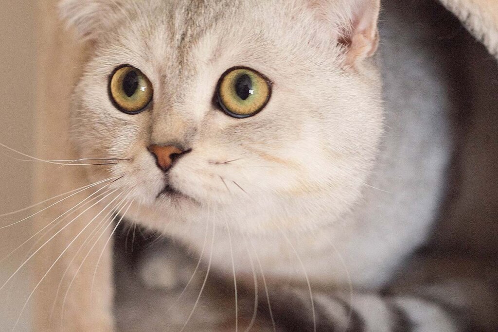Eine weiss-graue Scottish Fold Faltohrkatze schaut aus einem Katzenversteck hervor.