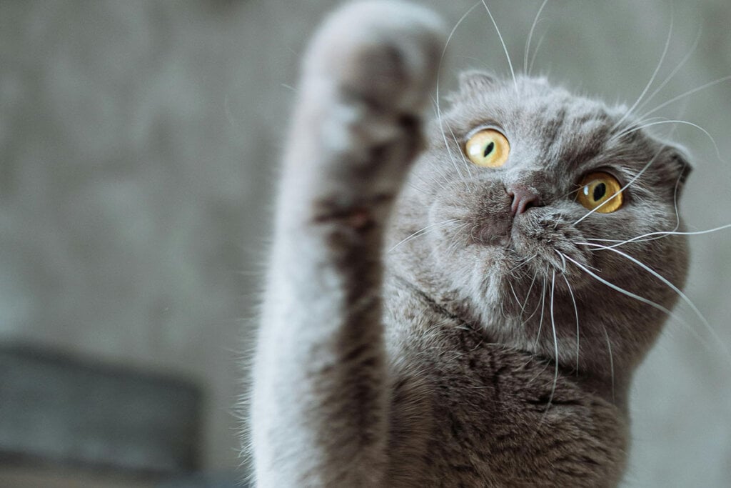 Eine graue Scottish Fold Faltohrkatze hebt ihre Pfote an.