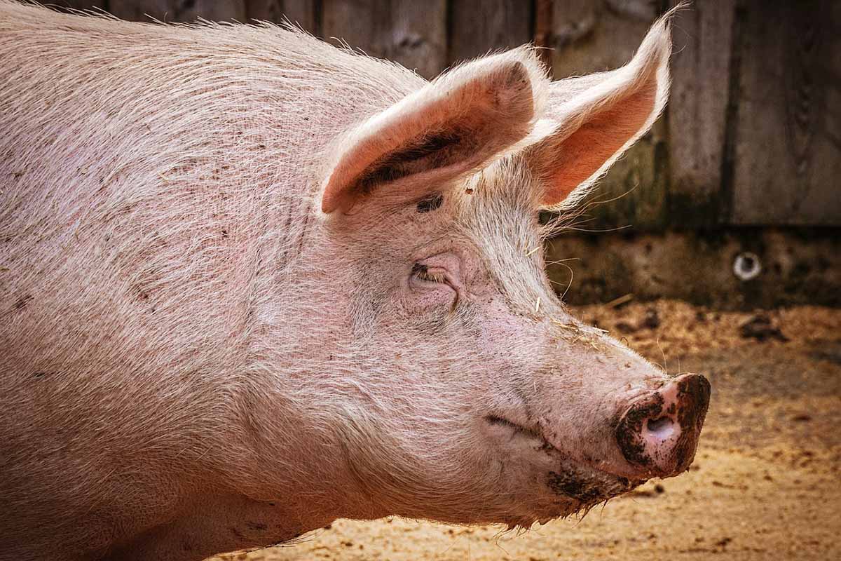 Uni Ulm beendet Versuche an Schweinen