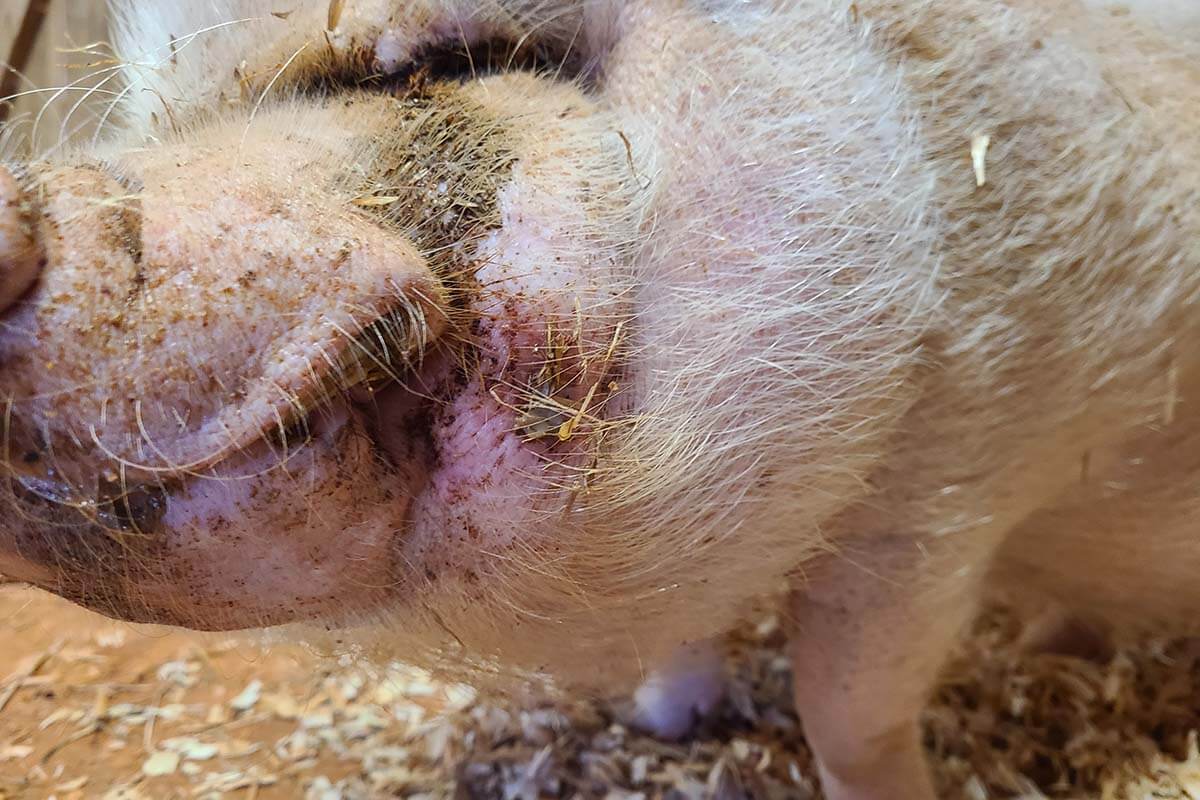 Schwein verletzt