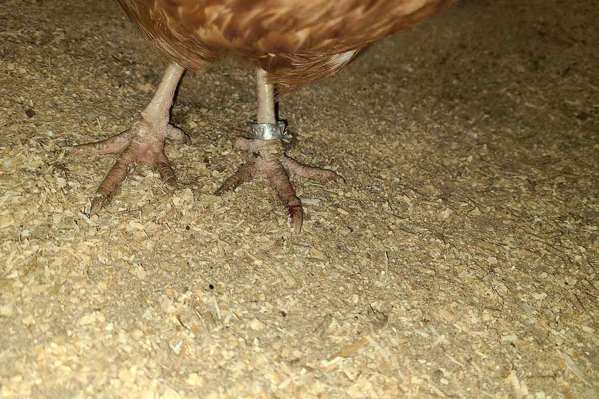 Vogelkrallen mit einer Fessel um das Bein