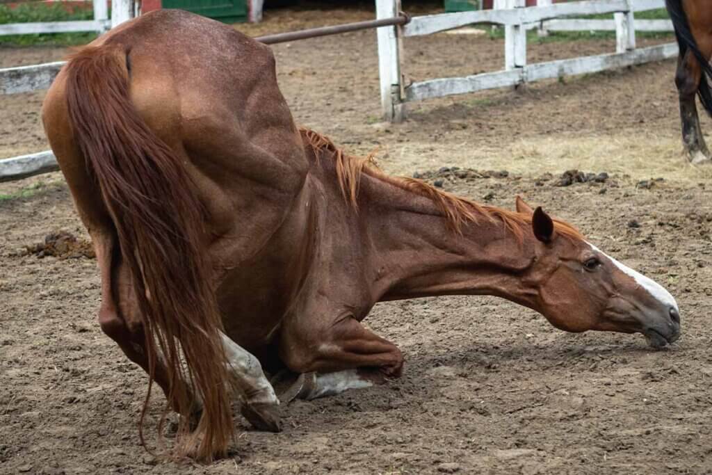 Ein duerres Pferd liegt auf seinen Vorderhufen auf dem Boden.