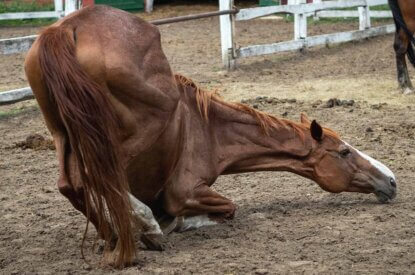 Ein duerres Pferd liegt auf seinen Vorderhufen auf dem Boden.