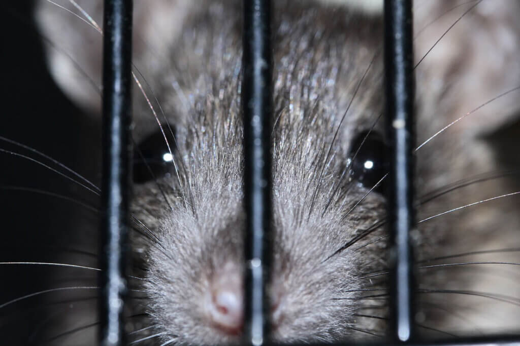 Graue Ratte schaut durch ein Gitter durch