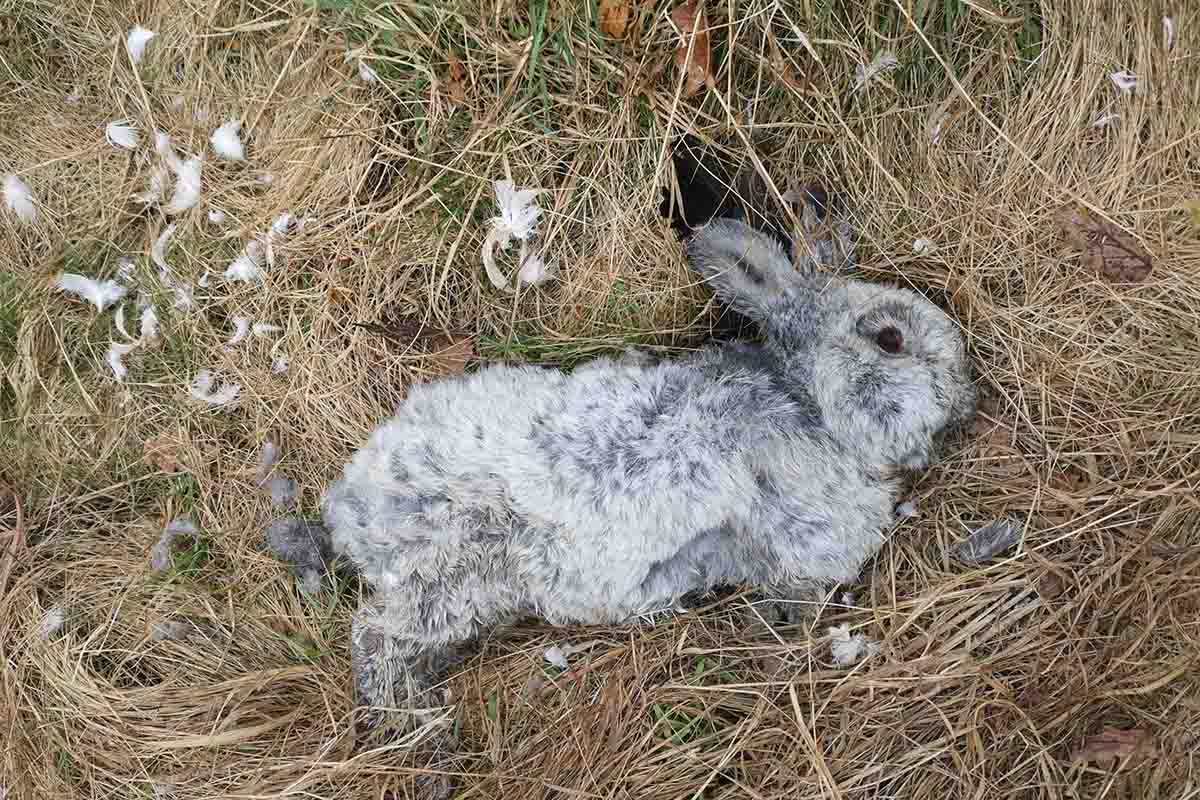 Schkölen: Tote Tiere im Solarpark Sausdorf gefunden | 1.000 € Belohnung