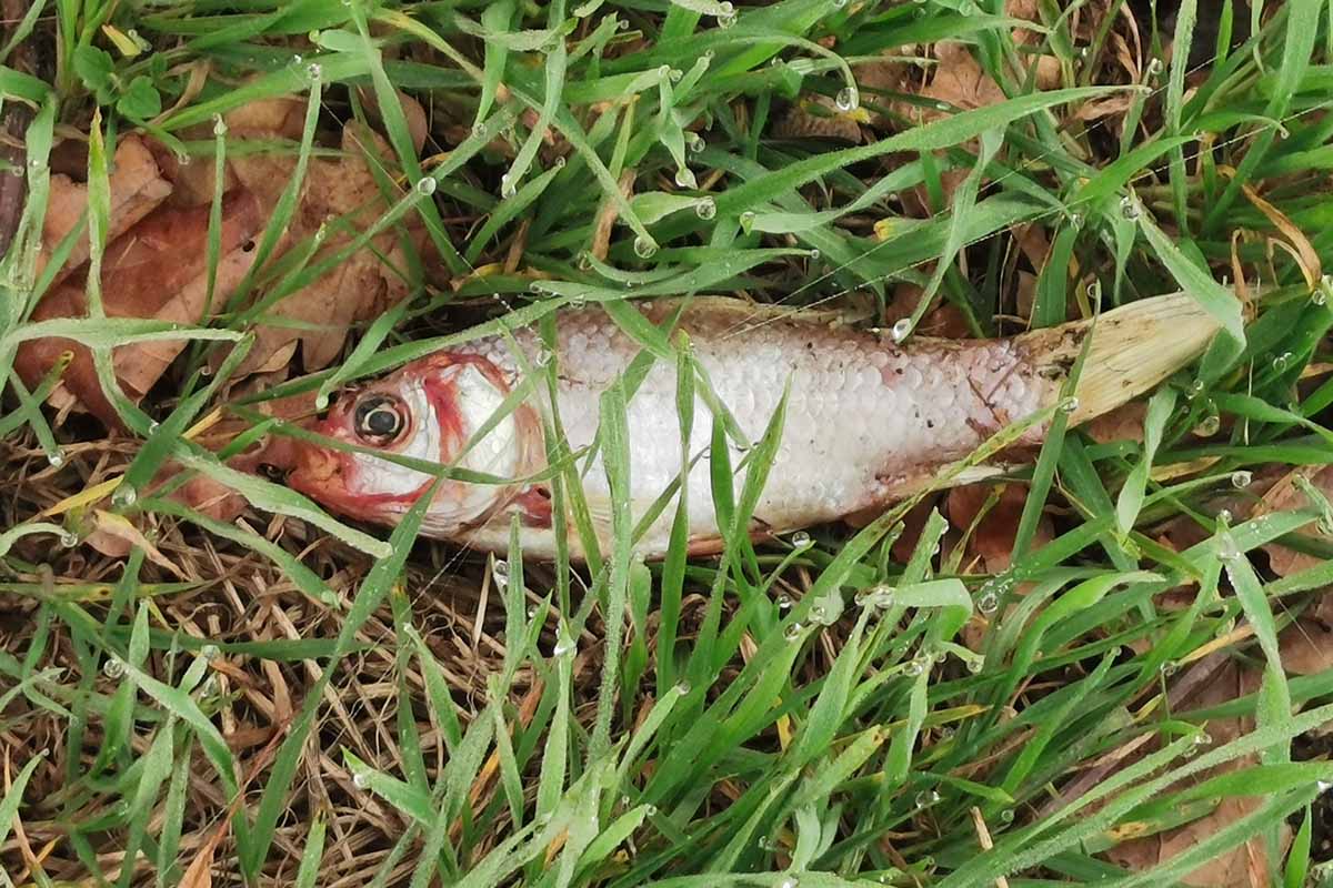 Toter Fisch im Gras