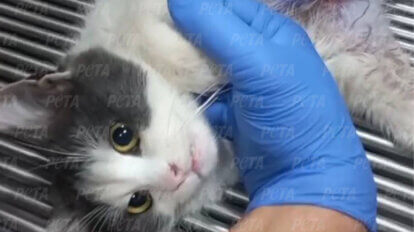 Eine grau-weisse Katze wird medizinisch versorgt auf einem Operationstisch.