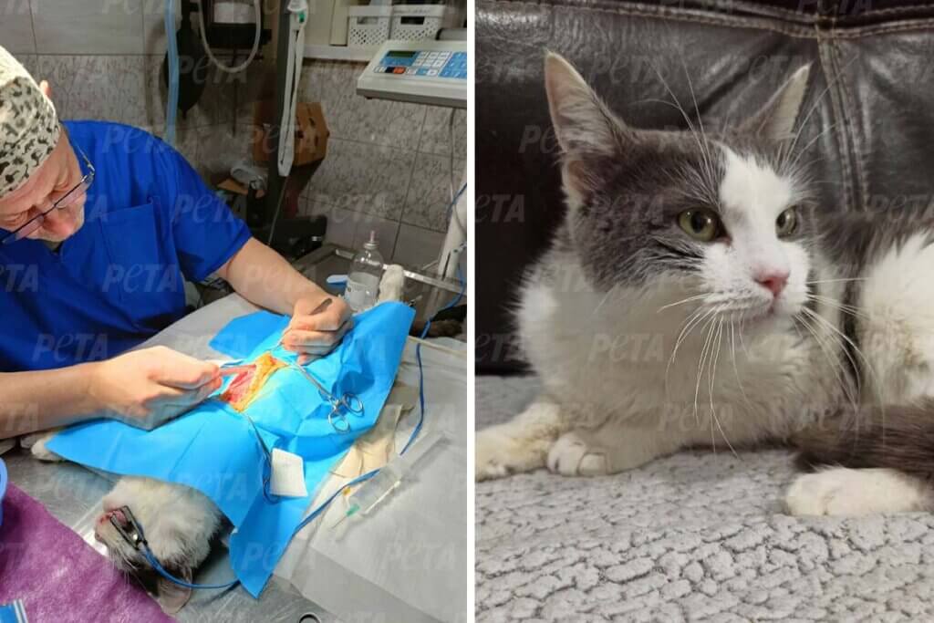 Collage. Links: Katze wird operiert. Rechts: Grau-weisse Katze sitzt auf einer Decke.