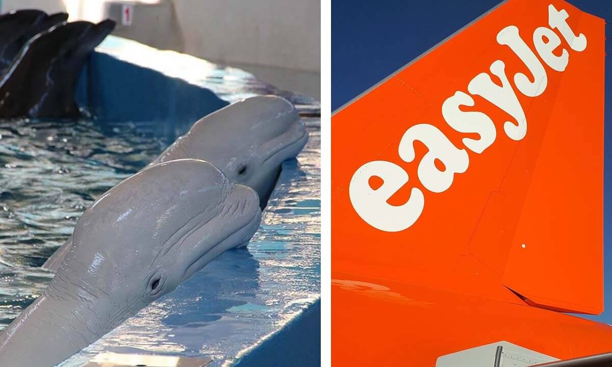 Collage EasyJet und Delfine