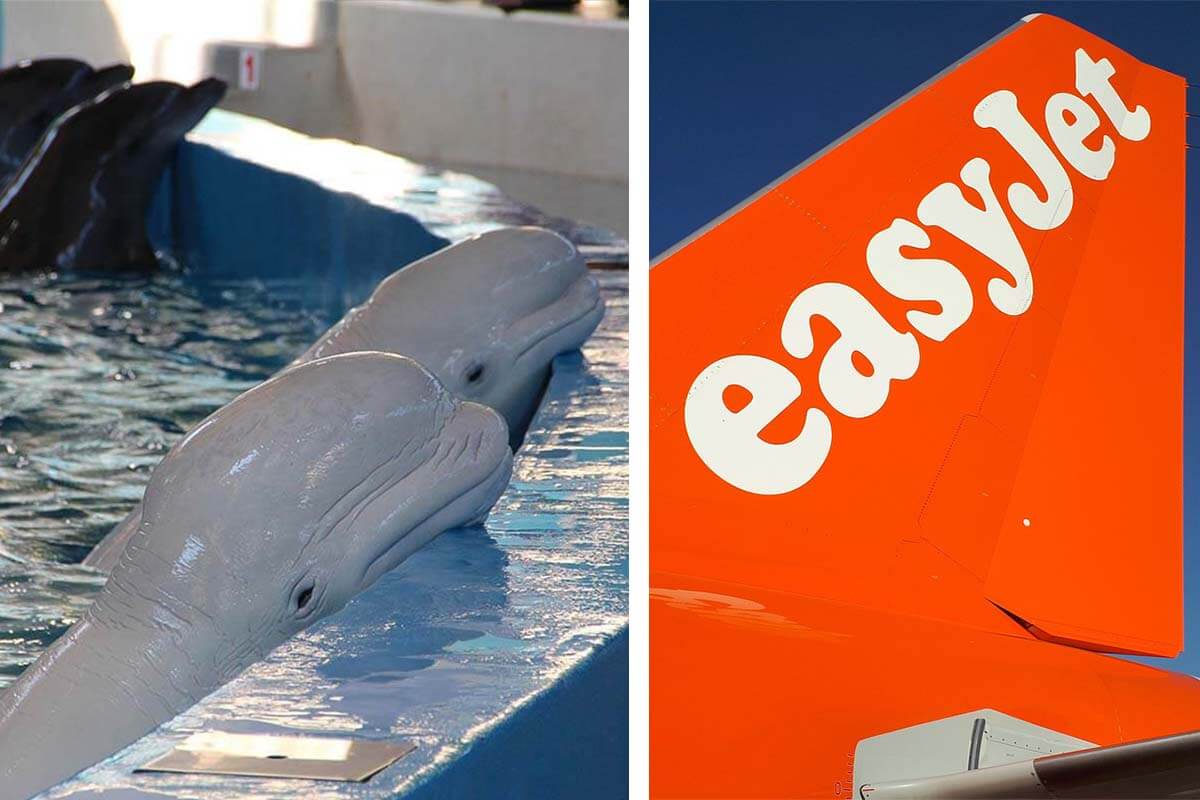 Gute Nachrichten: Reiseveranstalter easyJet holidays schließt Werbung für Meereszoos und andere Tierattraktionen aus